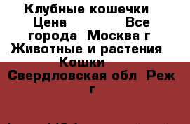 Клубные кошечки › Цена ­ 10 000 - Все города, Москва г. Животные и растения » Кошки   . Свердловская обл.,Реж г.